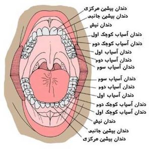 دوره تکامل دندانی از حین تولد تا 18 سالگی