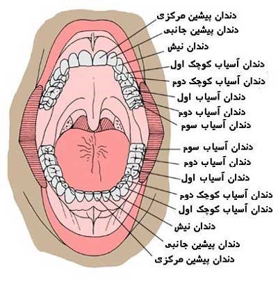 دوره تکامل دندانی از حین تولد تا 18 سالگی
